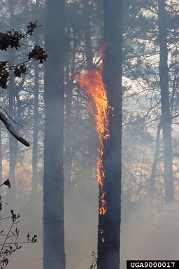 fire,    - 9000017