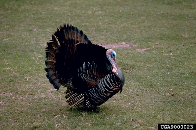 wild turkey, Meleagris gallopavo  (Galliformes: Meleagridae) - 9000023