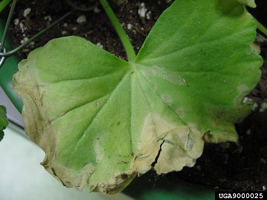 Southern bacterial wilt (Ralstonia solanacearum Race 3 Biovar 2) on zonal geranium (Pelargonium x hortorum ) - 9000025