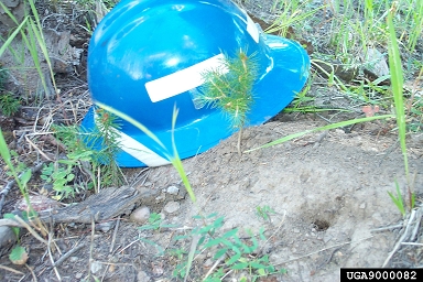 fire on Engelmann Spruce-Subalpine Fir (  ) - 9000082