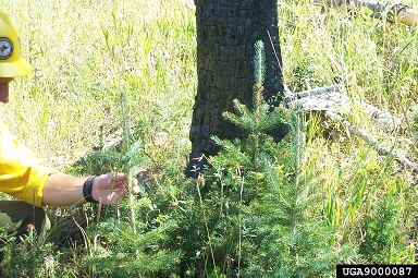 fire on Engelmann spruce (Picea engelmannii ) - 9000087