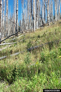 fire on Engelmann Spruce-Subalpine Fir (  ) - 9000088