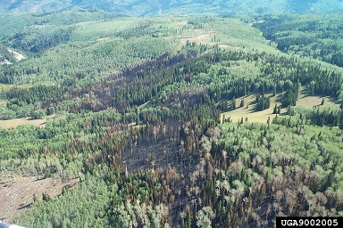 fire on mixed species stands (  ) - 9002005