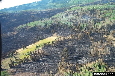 fire on mixed species stands (  ) - 9002006