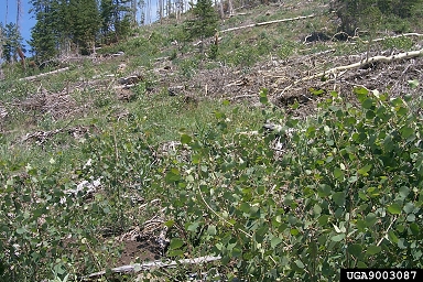 coppice on aspen/poplar (Populus spp. ) - 9003087