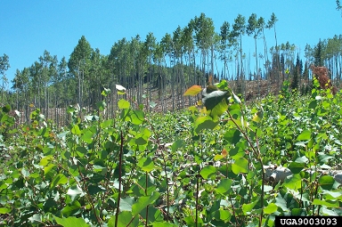 coppice on aspen/poplar (Populus spp. ) - 9003093