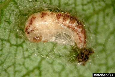 brown lacewings, Hemerobius spp.  (Neuroptera: Hemerobiidae) - 9005027