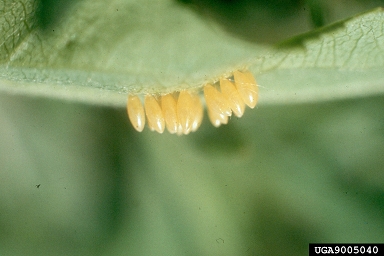 transverse ladybeetle, Coccinella transversoguttata  (Coleoptera: Coccinellidae) - 9005040
