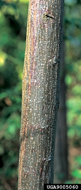 chinaberry, Melia azedarach  (Sapindales: Meliaceae) - 9005060