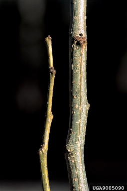 mimosa, Albizia julibrissin  (Fabales: Fabaceae (Leguminosae)) - 9005090