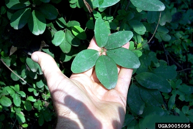 chocolate vine, Akebia quinata  (Ranunculales: Lardizabalaceae) - 9005096