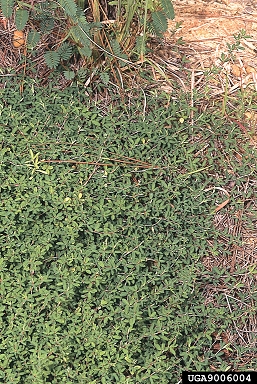 common lespedeza, Kummerowia striata  (Fabales: Fabaceae (Leguminosae)) - 9006004