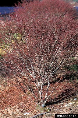 winged burning bush, Euonymus alatus  (Celastrales: Celastraceae) - 9006016