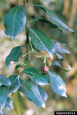 winter creeper, Euonymus fortunei  (Celastrales: Celastraceae) - 9006019
