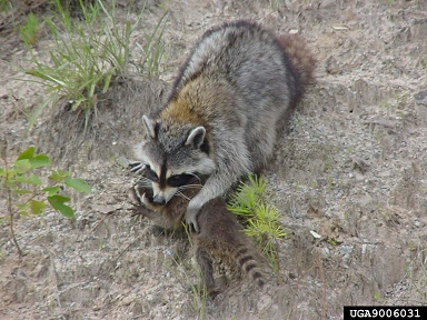 raccoon, Procyon lotor  (Carnivora: Procyonidae) - 9006031
