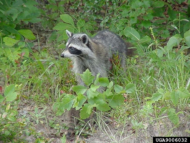 raccoon, Procyon lotor  (Carnivora: Procyonidae) - 9006032