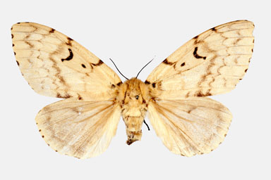 Japanese gypsy moth, Lymantria japonica  (Lepidoptera: Lymantriidae) - 9007010