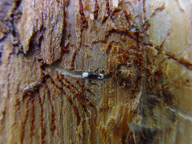 bark beetle (Pityokteines spinidens ) on silver fir (Abies alba ) - 9008005