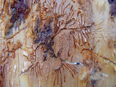 bark beetle (Pityokteines spinidens ) on silver fir (Abies alba ) - 9008006