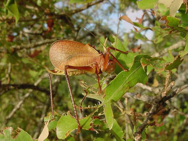 katydid (  ) on post oak (Quercus stellata ) - 9009025