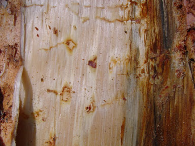 California flatheaded borer, Phaenops californica  (Coleoptera: Buprestidae) - 9009028