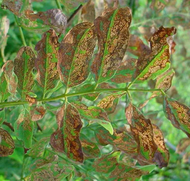 locust leafminer (Odontota dorsalis ) on black locust (Robinia pseudoacacia ) - 9009055