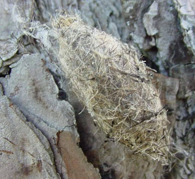tussock moths, Dasychira spp.  (Lepidoptera: Lymantriidae) - 9009077