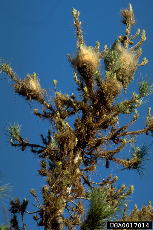 pine processionary moth Thaumetopoea pityocampa