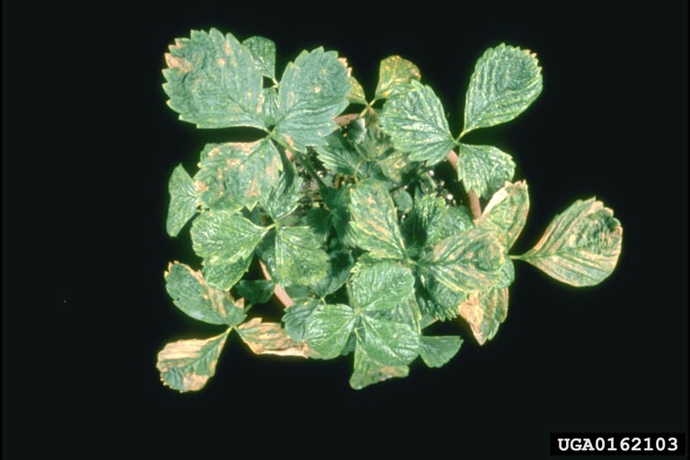 Strawberry Mild Yellow Edge Virus (Luteovirus SMYEV ) on strawberry