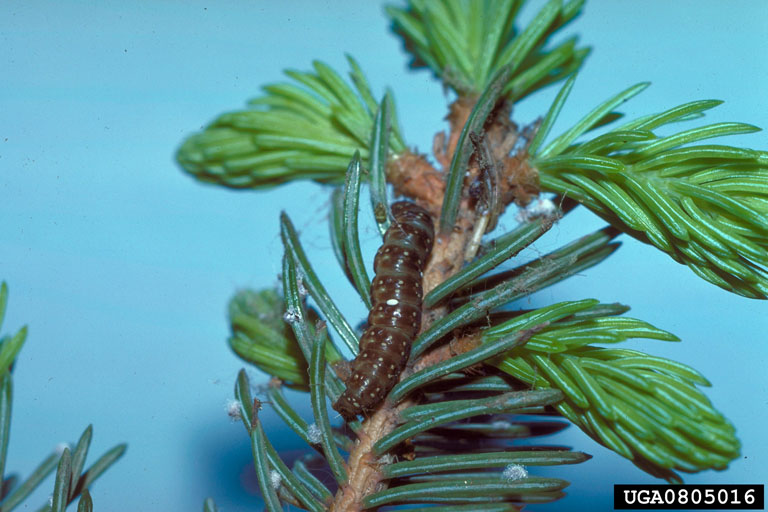 spruce budworm Choristoneura orae