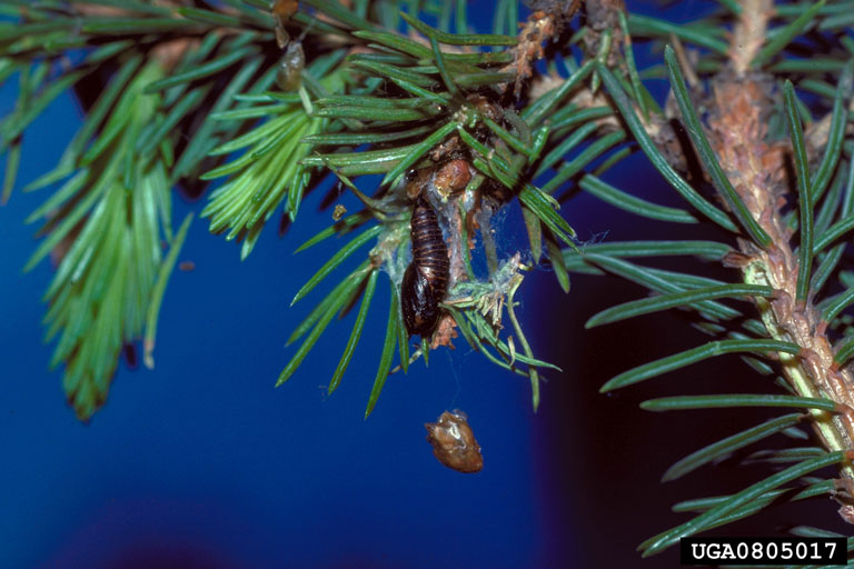 spruce budworm Choristoneura orae