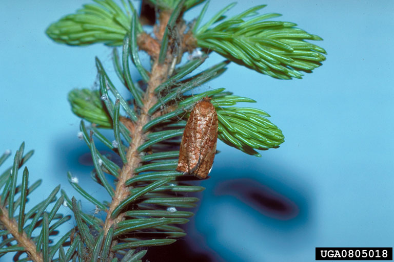 spruce budworm Choristoneura orae