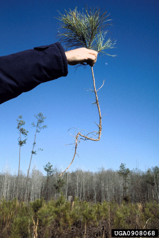 planting on loblolly pine (Pinus taeda ) 0908068