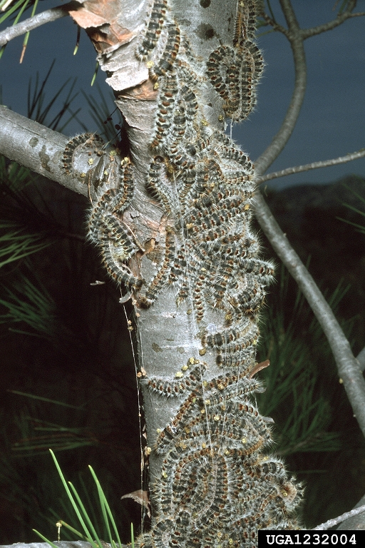 pine processionary moth Thaumetopoea pityocampa