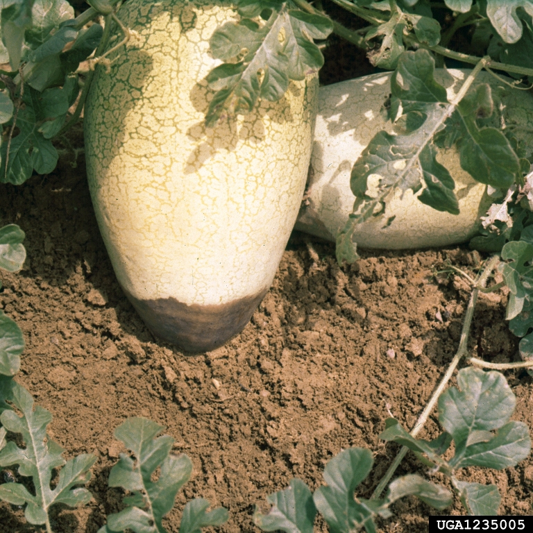 blossom end rot () on watermelon (Citrullus lanatus var. lanatus) 1235005