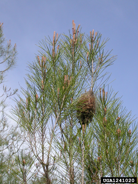 pine processionary moth Thaumetopoea pityocampa