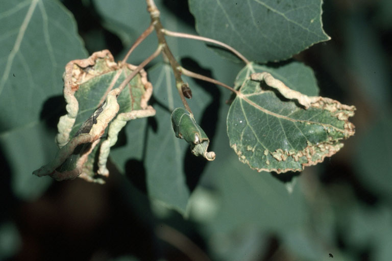 How to Get Rid of Clover Mites | Garden Guides