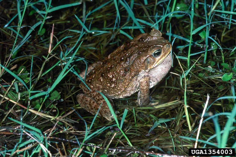 cane toad Rhinella marina