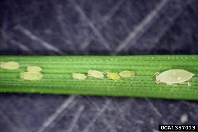 Russian wheat aphid Diuraphis noxia