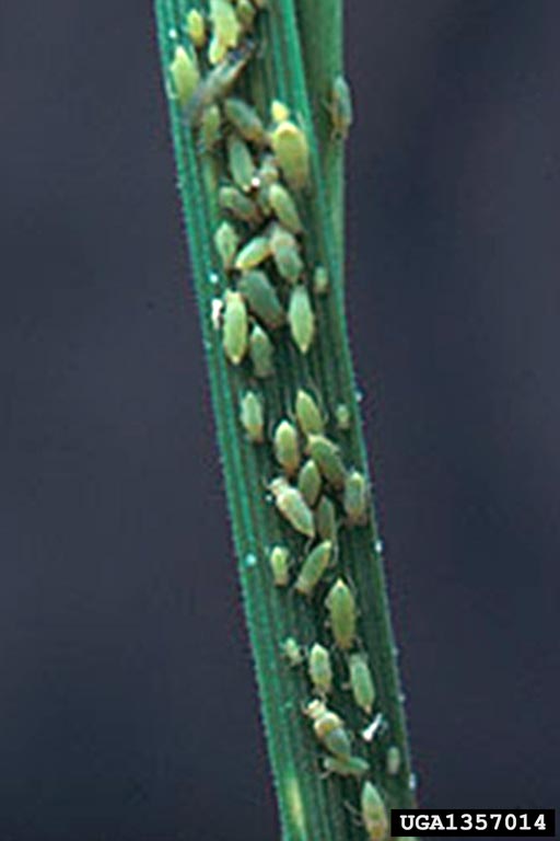 Russian wheat aphid Diuraphis noxia