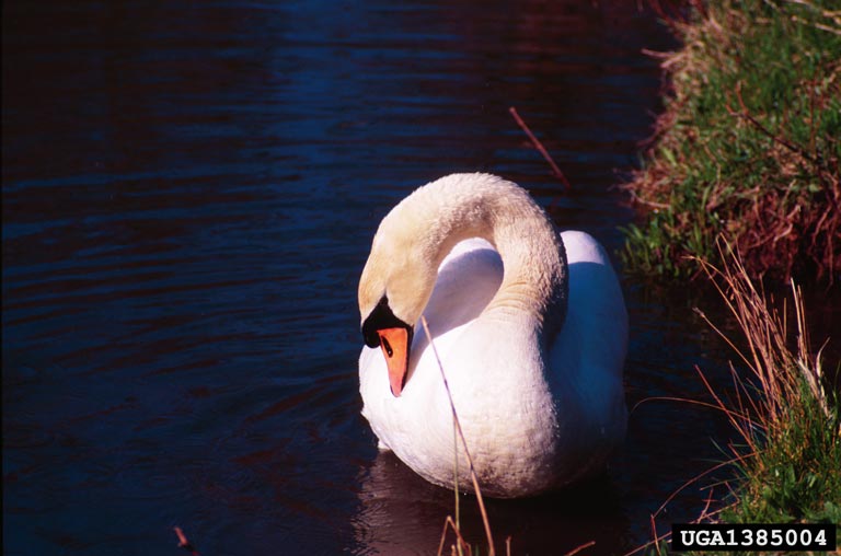 mute swan Cygnus olor