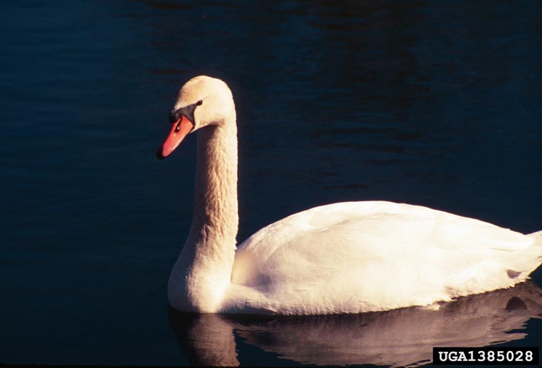 mute swan Cygnus olor