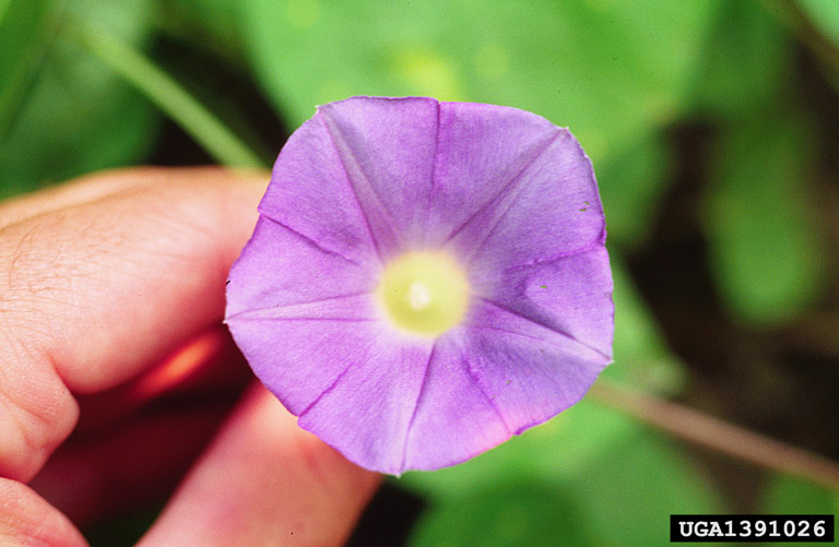 ivyleaf morning-glory Ipomoea hederacea