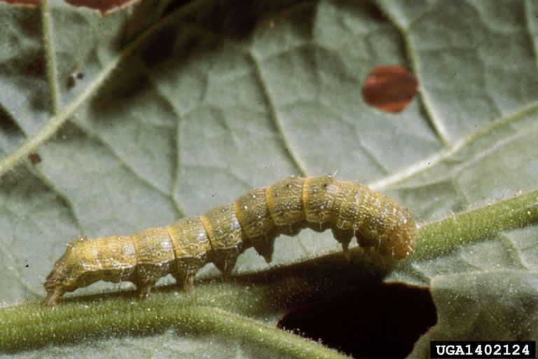 tobacco budworm (Heliothis virescens ) on fluecured