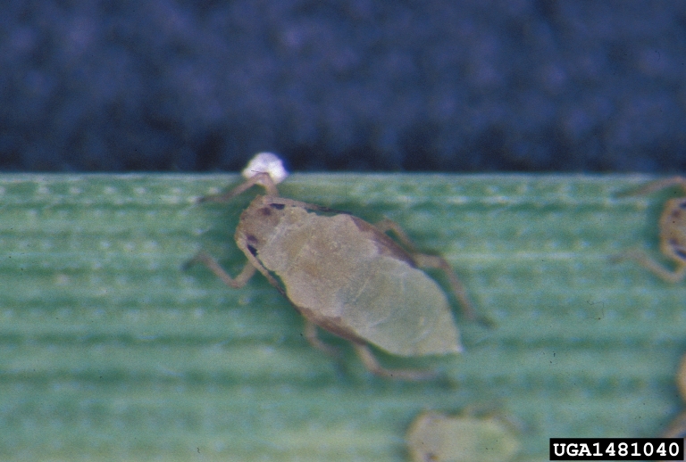 Russian wheat aphid Diuraphis noxia