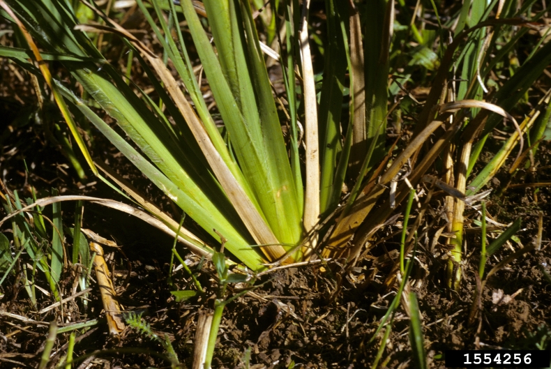 broomsedge bluestem, Andropogon virginicus (Cyperales Poaceae) 1554256
