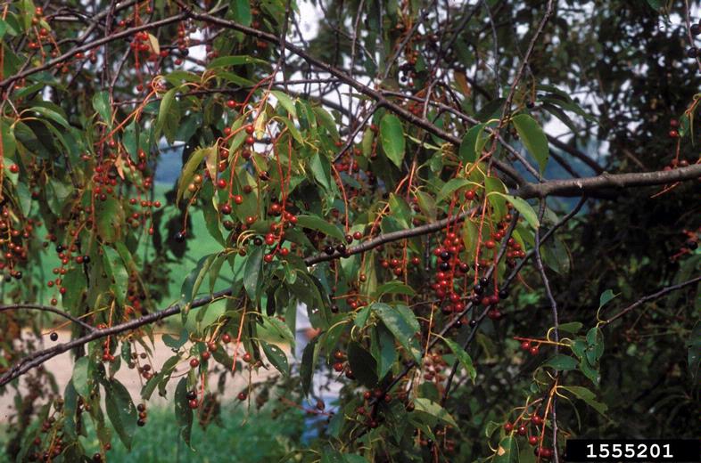 common chokecherry, Prunus virginiana (Rosales Rosaceae) 1555201