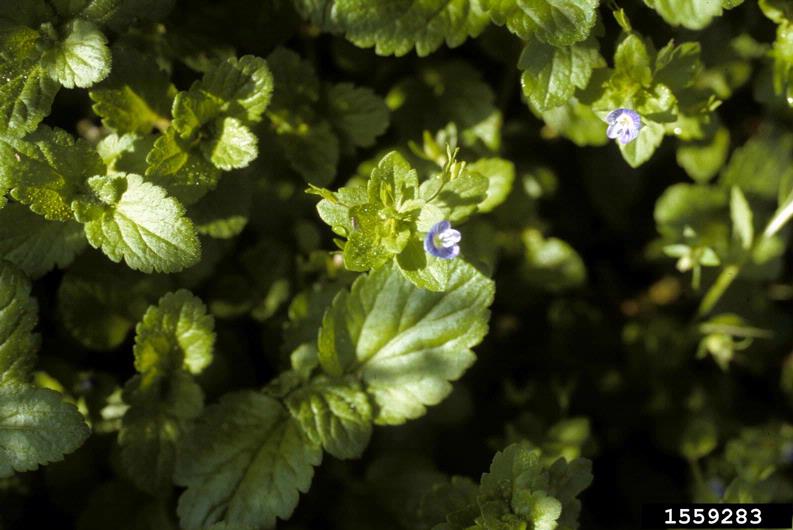 speedwell Veronica spp.