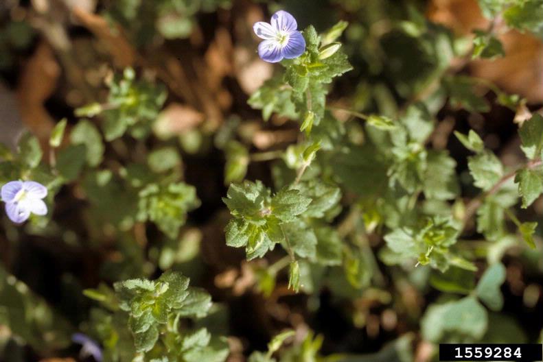 speedwell Veronica spp.