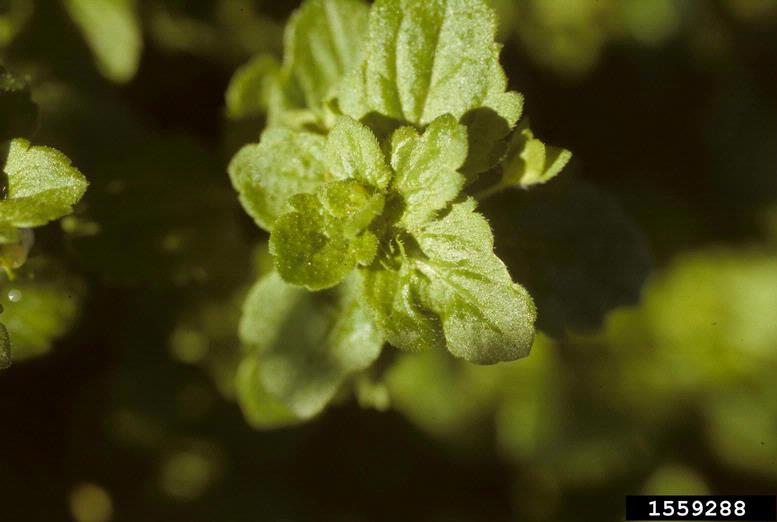 speedwell Veronica spp.